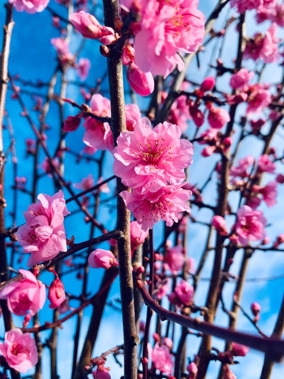 The Prunus plant from Continental Floral Greens